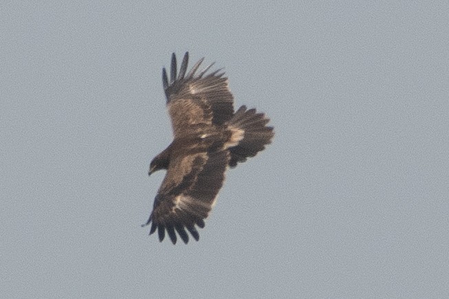 Indian/Greater Spotted Eagle - ML614931114