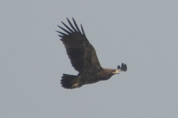 Indian/Greater Spotted Eagle - ML614931115