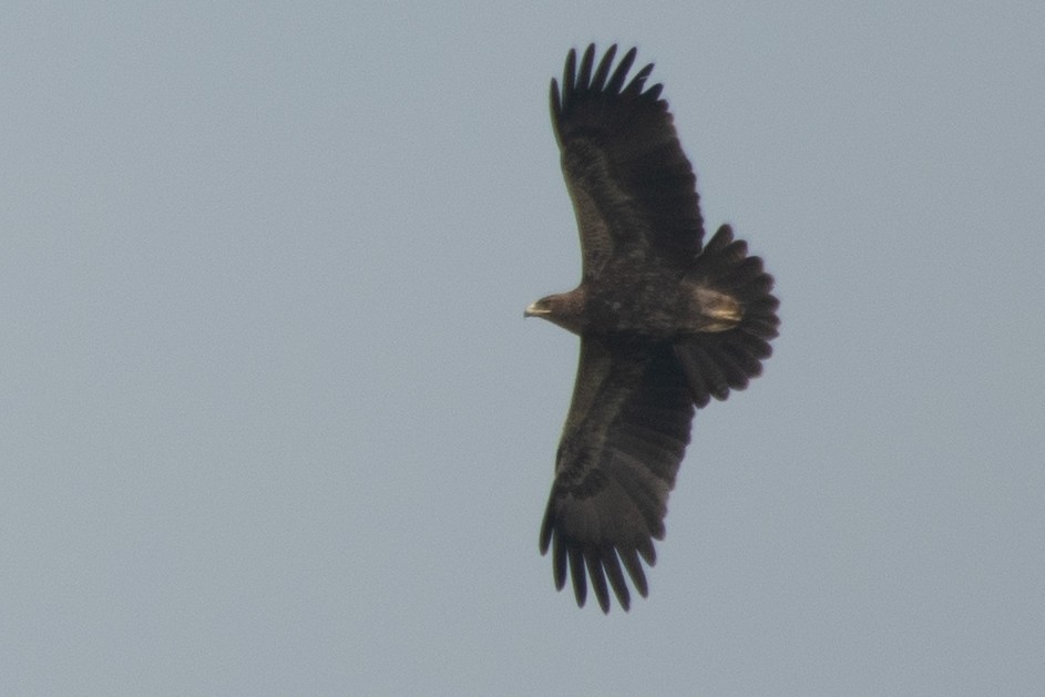 Indian/Greater Spotted Eagle - ML614931116