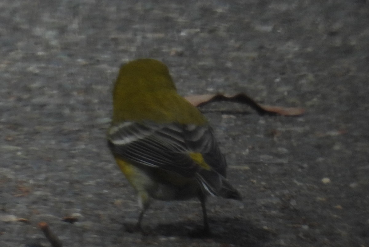 Pine Warbler - ML614931130