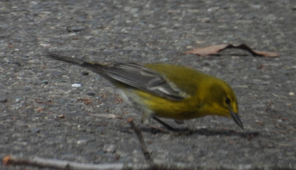 Pine Warbler - ML614931131