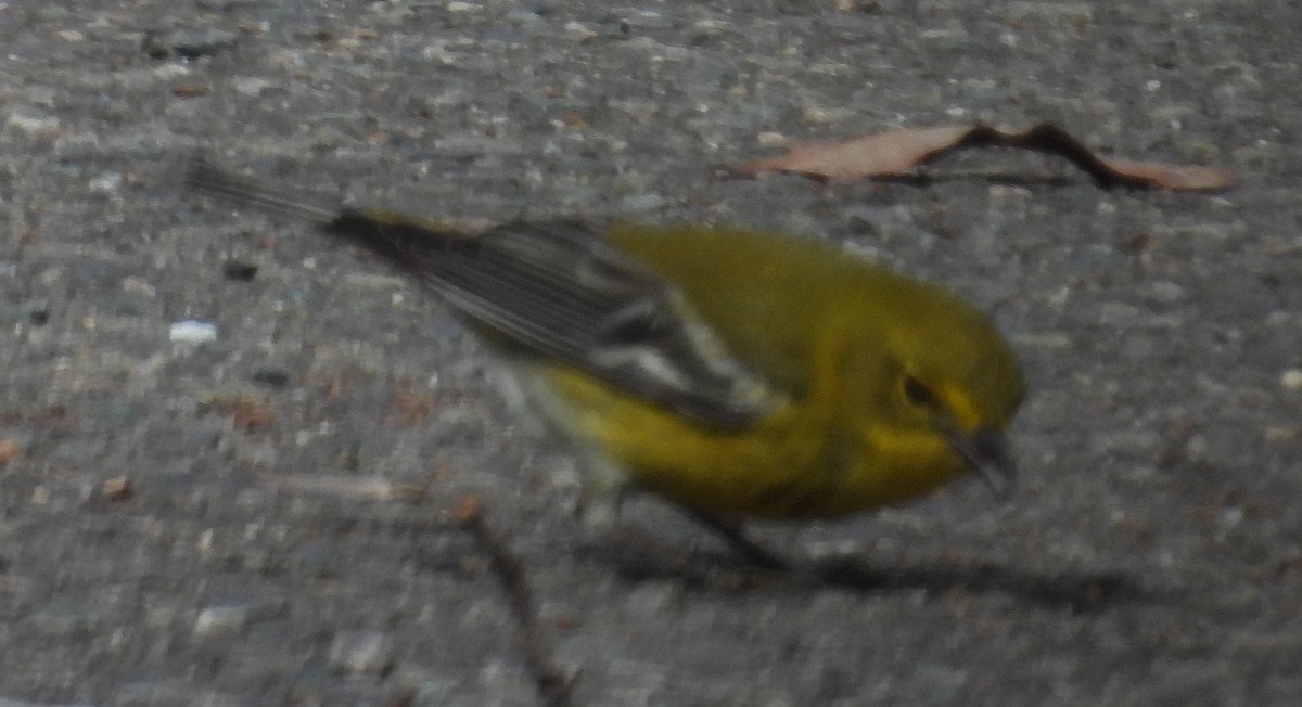 Pine Warbler - ML614931132