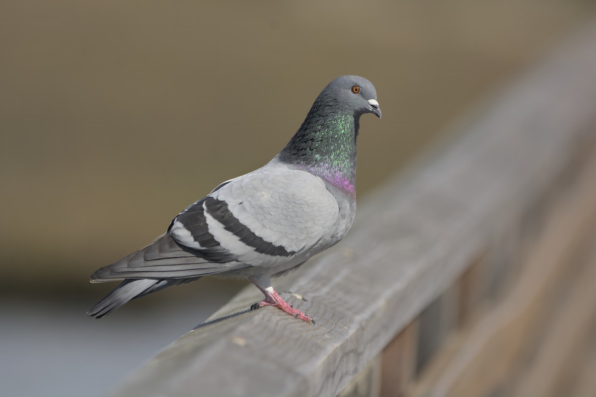 Rock Pigeon (Feral Pigeon) - ML614931145