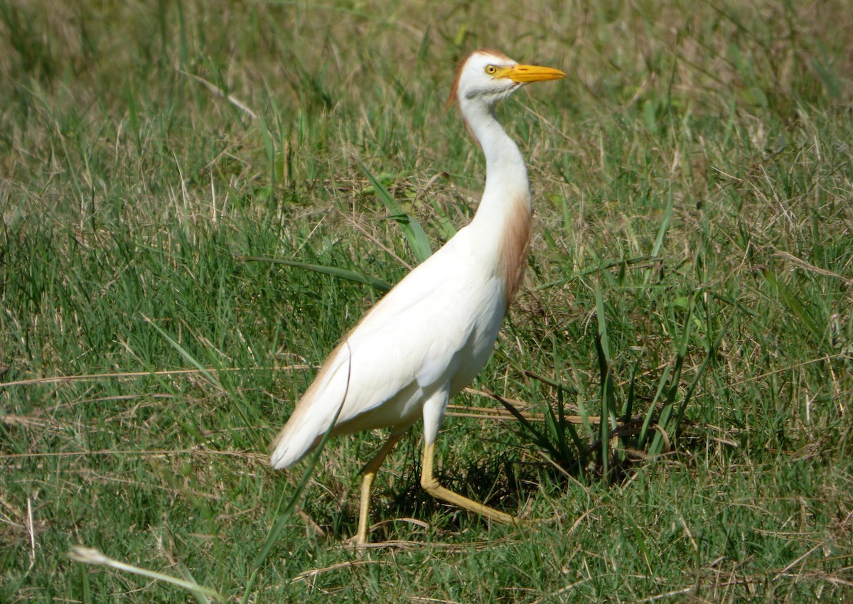 Western Cattle Egret - Pablo Hernan Capovilla