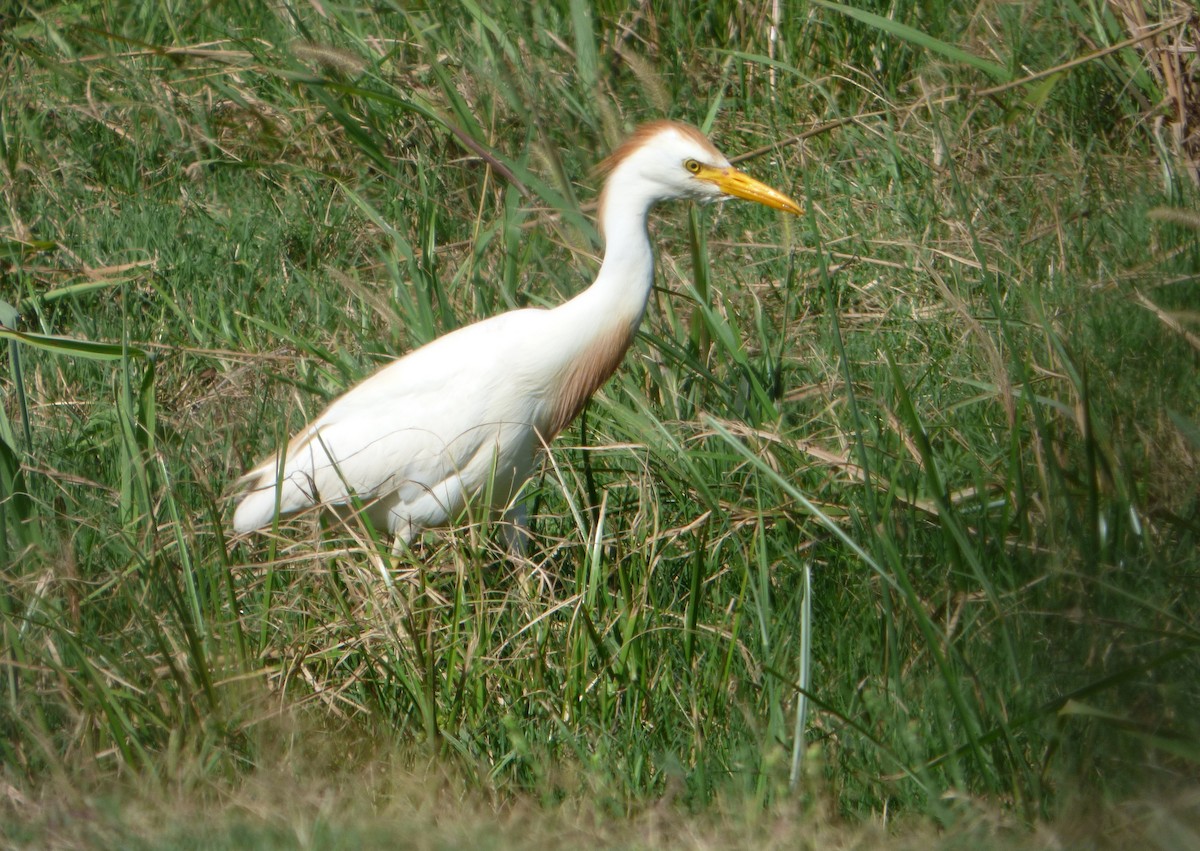 Western Cattle Egret - Pablo Hernan Capovilla