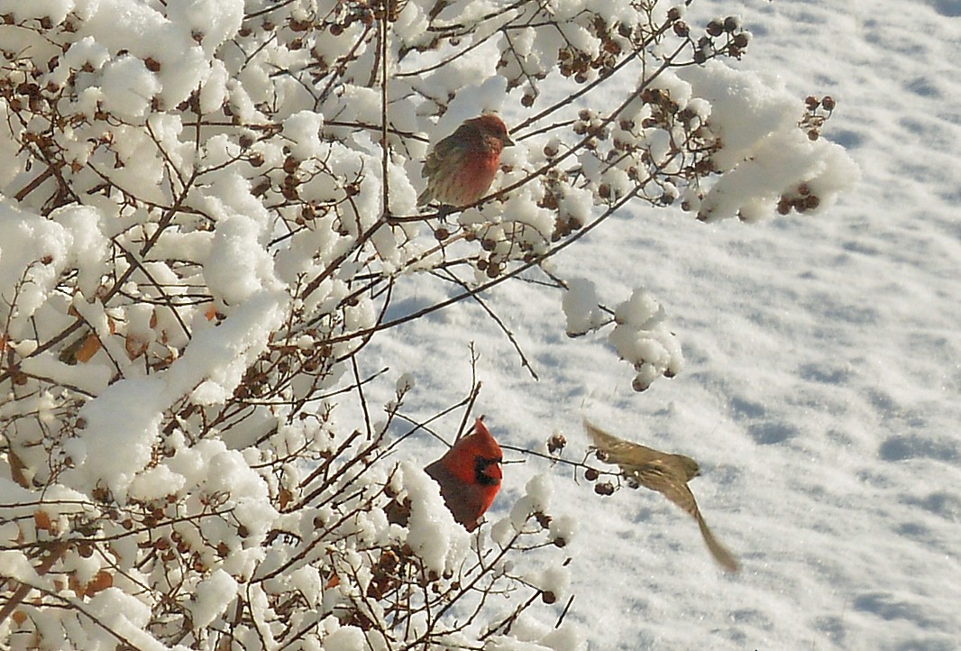 House Finch - ML614931211