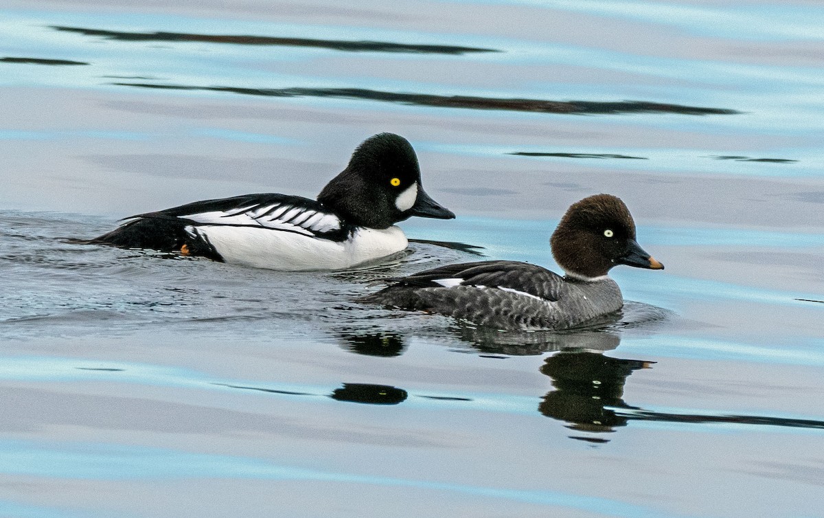 Barrow's Goldeneye - Richard Thunen