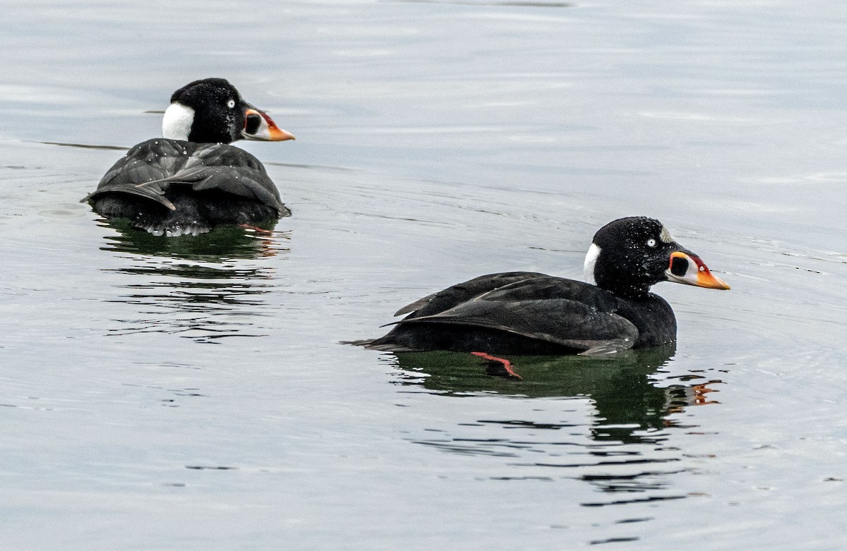 Hooded Merganser - ML614931241