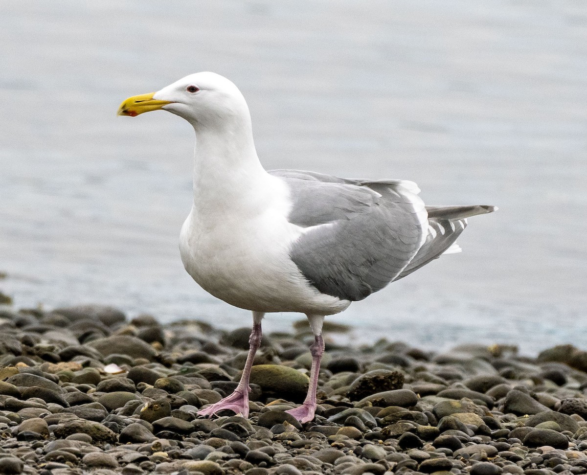 Glaucous-winged Gull - ML614931245