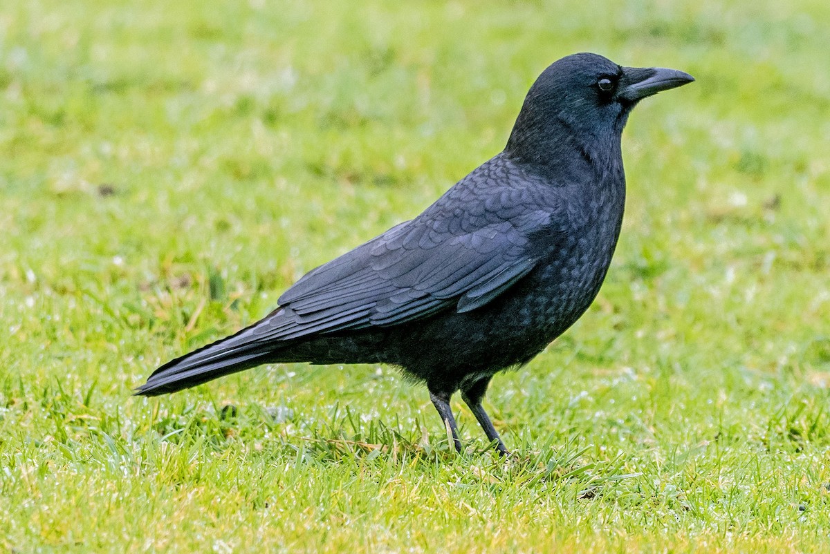 American Crow - ML614931260