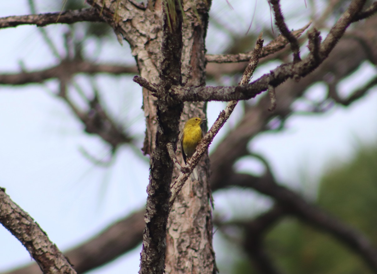 Pine Warbler - ML614931264