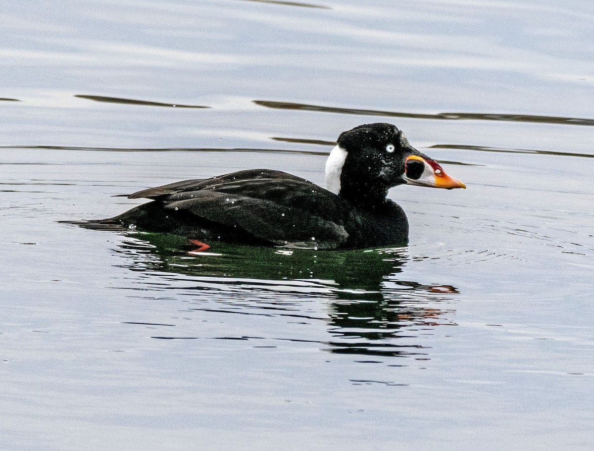 Surf Scoter - ML614931313