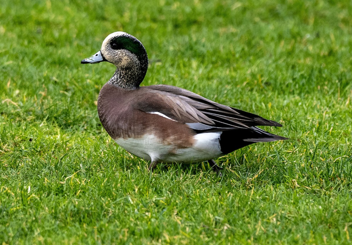 Canard d'Amérique - ML614931317