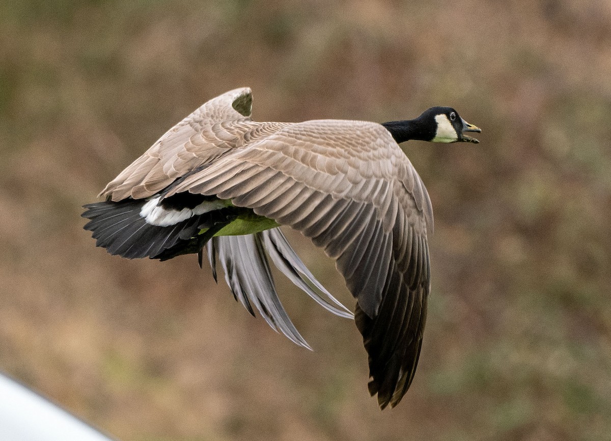 Canada Goose - ML614931321