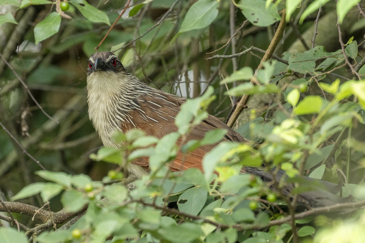 White-browed Coucal (White-browed) - ML614931337