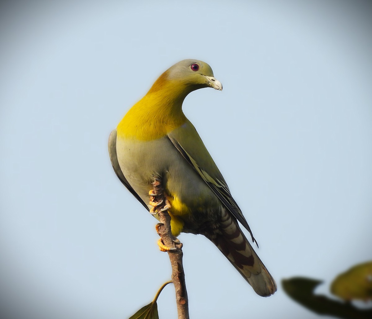 Yellow-footed Green-Pigeon - ML614931422