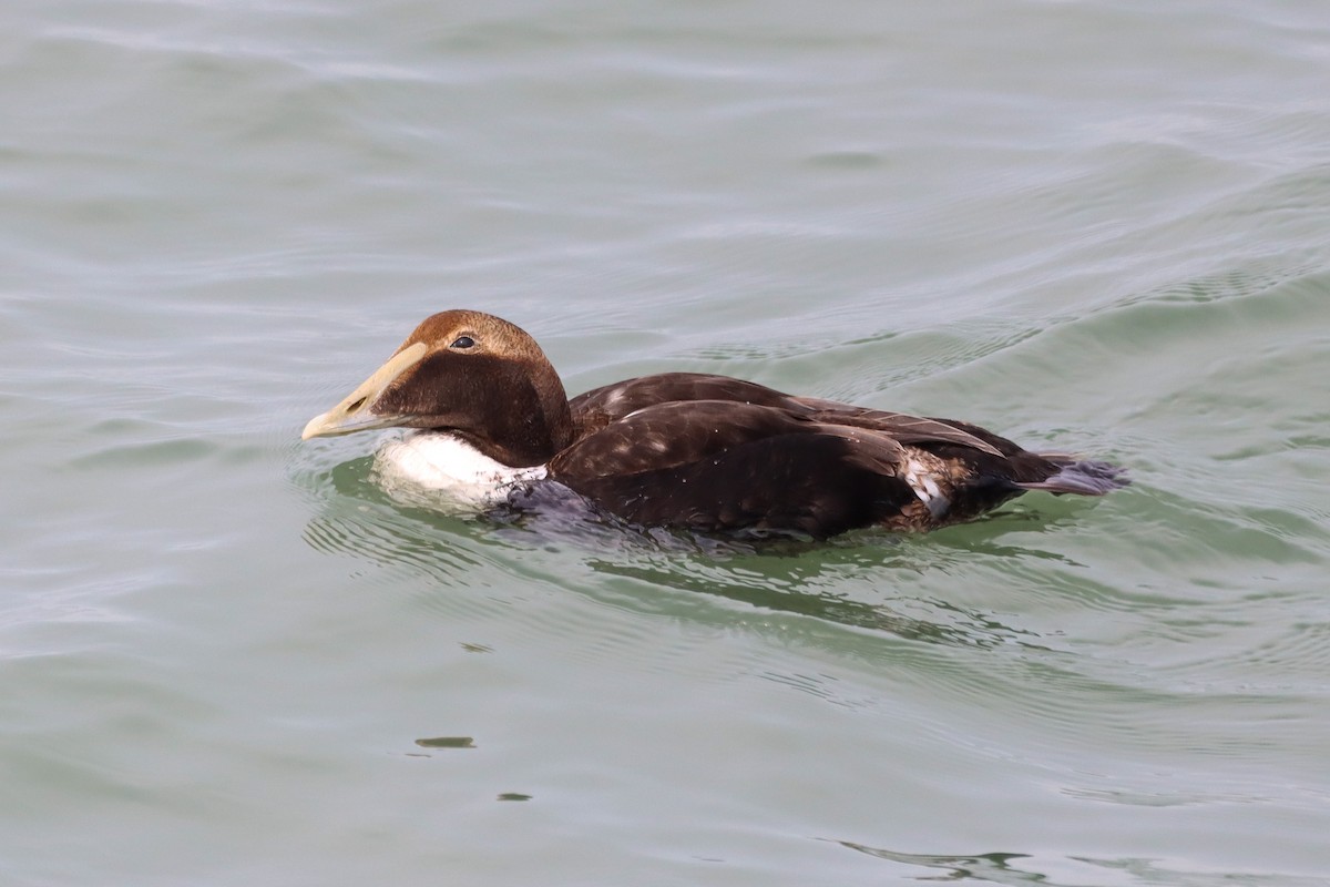 Common Eider - Madeline Wainscott