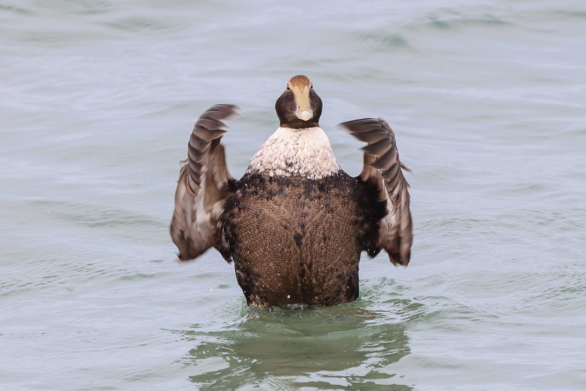 Common Eider - Madeline Wainscott