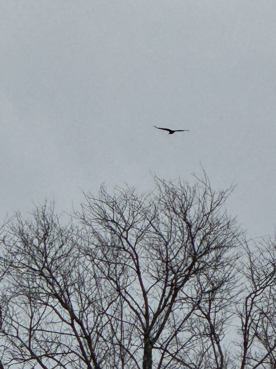 Black Vulture - ML614931459