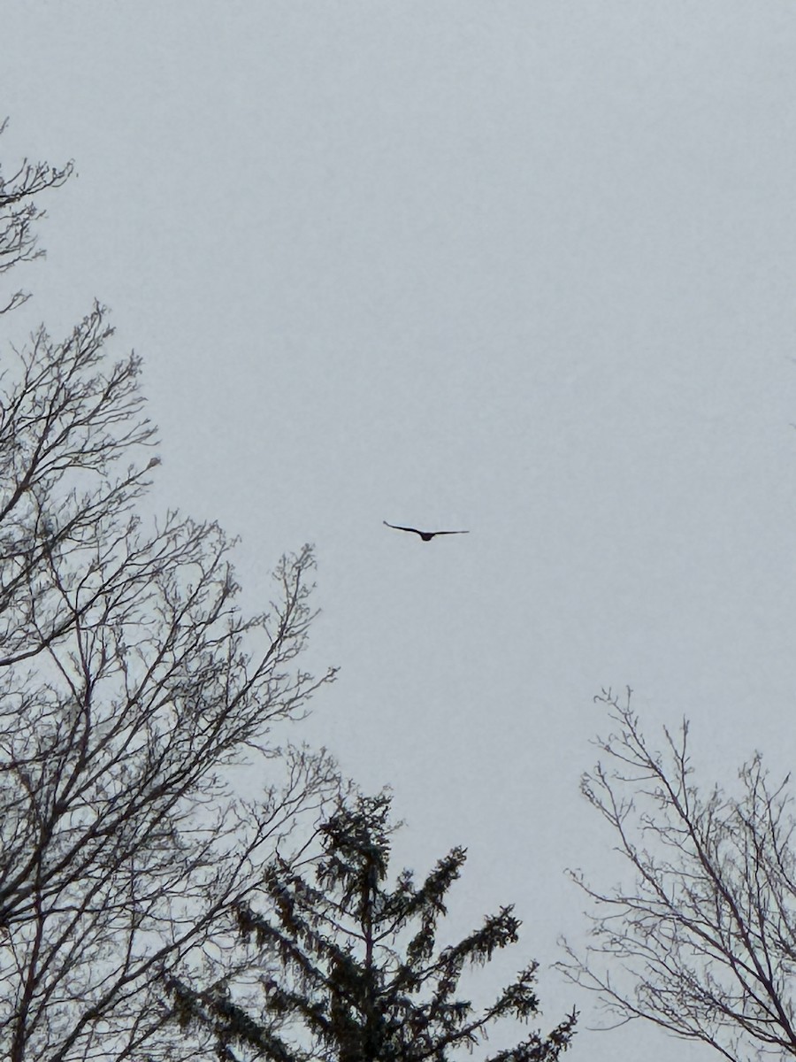 Black Vulture - ML614931460