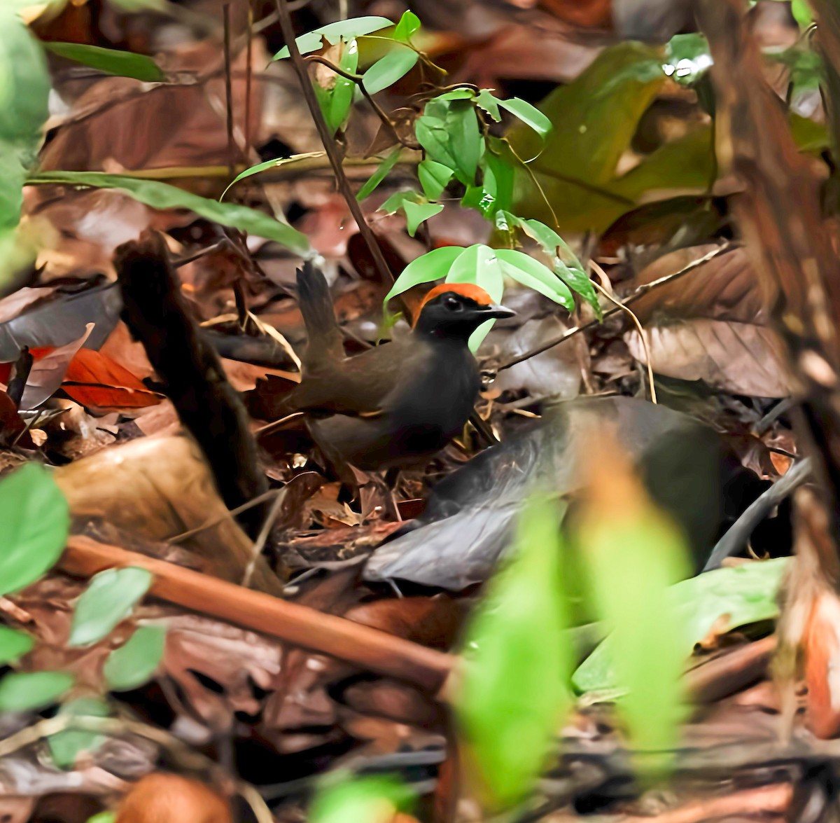 Rufous-capped Antthrush - ML614931467