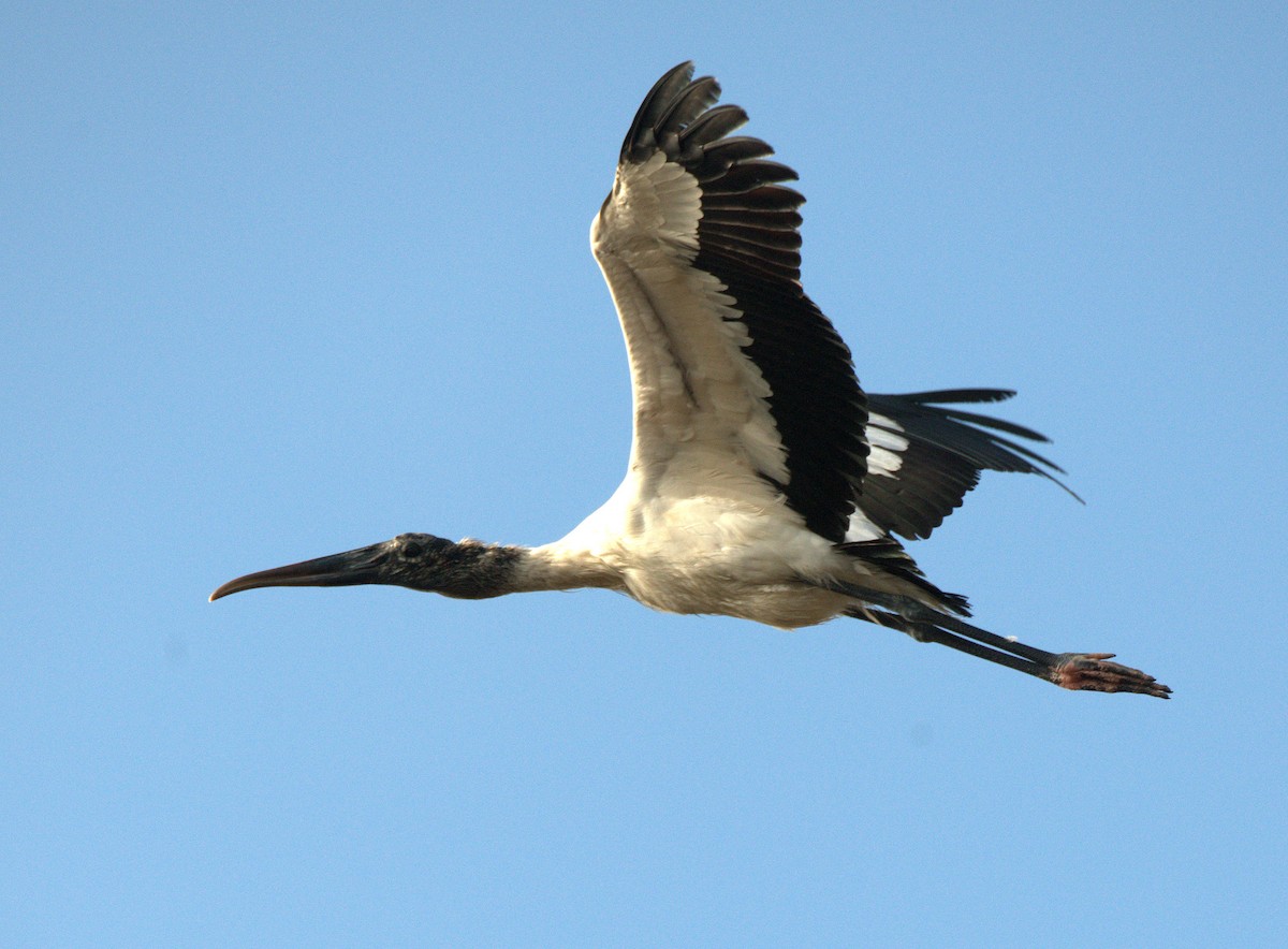 Wood Stork - ML614931517