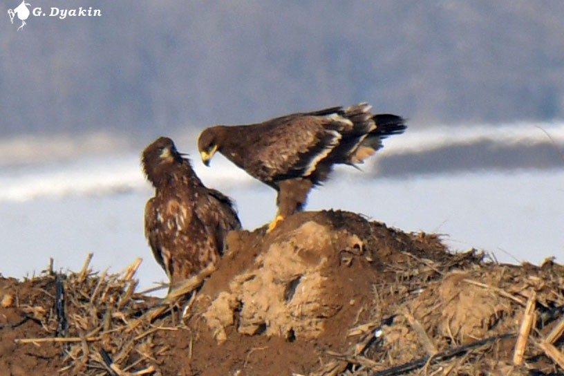 Steppe Eagle - Gennadiy Dyakin