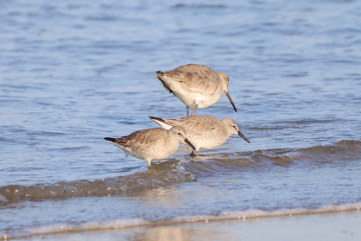 Red Knot - ML614931570