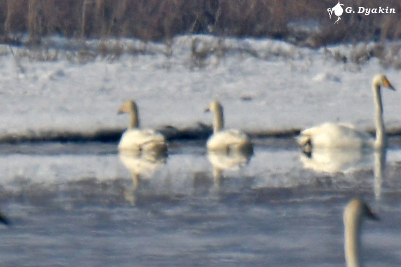 Tundra Swan (Bewick's) - Gennadiy Dyakin