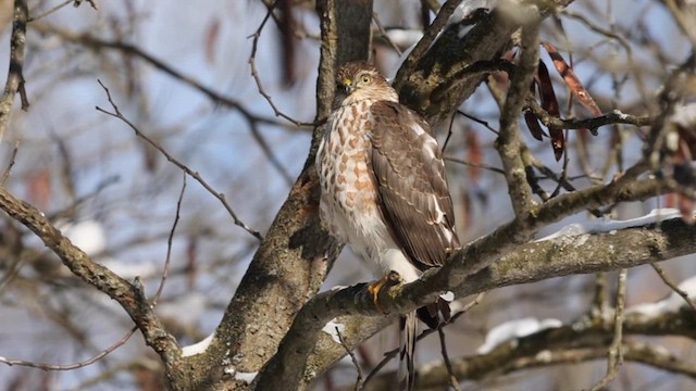 Sharp-shinned Hawk - ML614931731