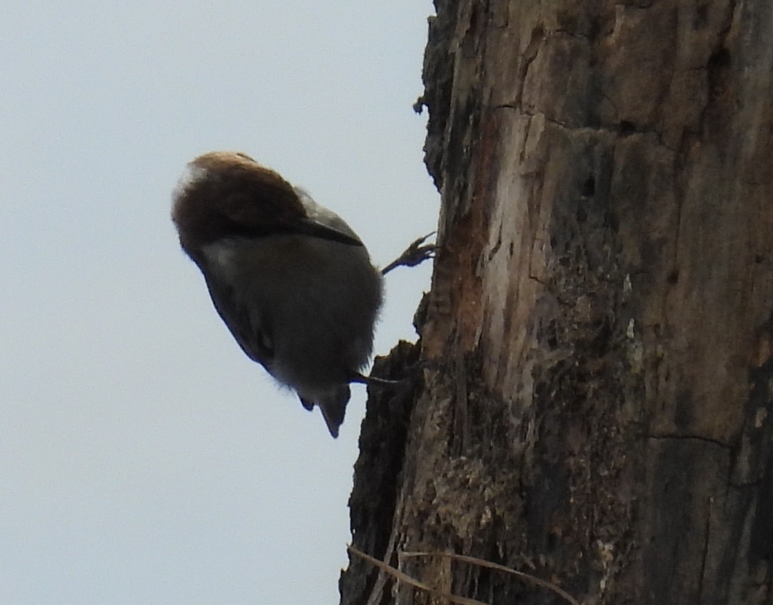 Brown-headed Nuthatch - ML614931810