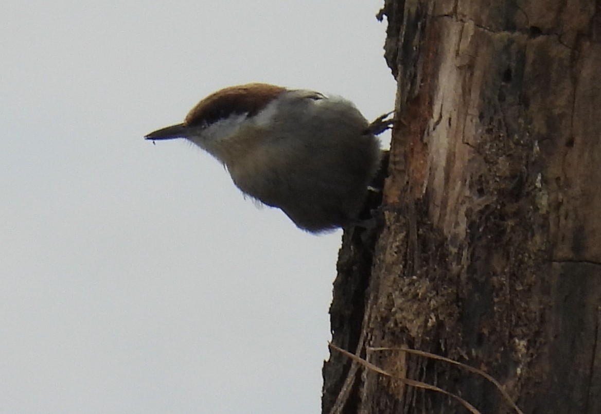 Brown-headed Nuthatch - ML614931811