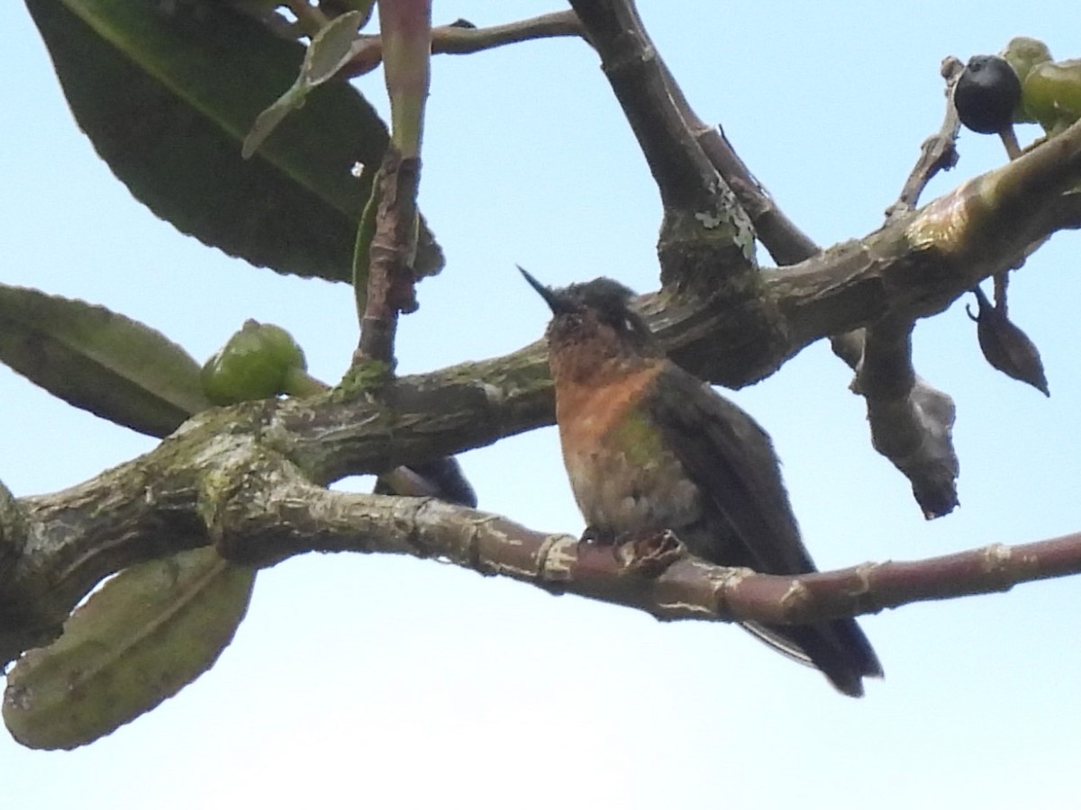 kolibřík dřišťálový (ssp. tyrianthina/quitensis) - ML614931813