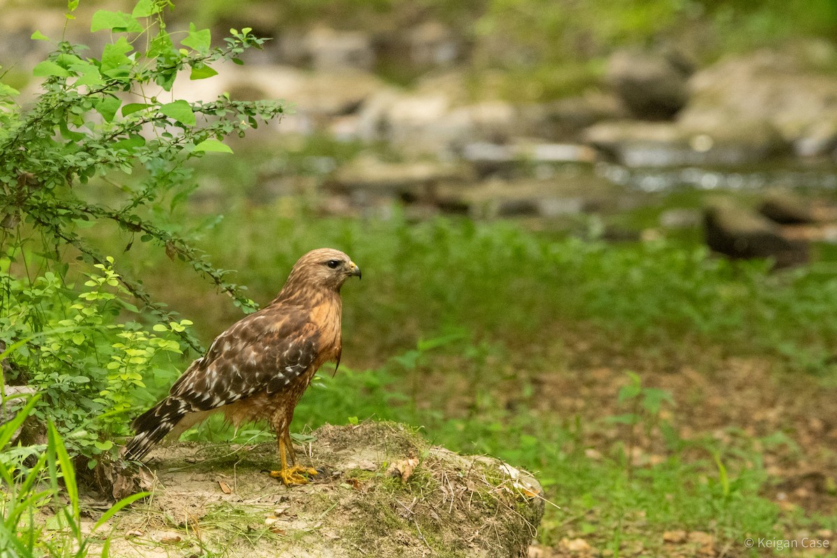 Red-shouldered Hawk (lineatus Group) - Keigan Case