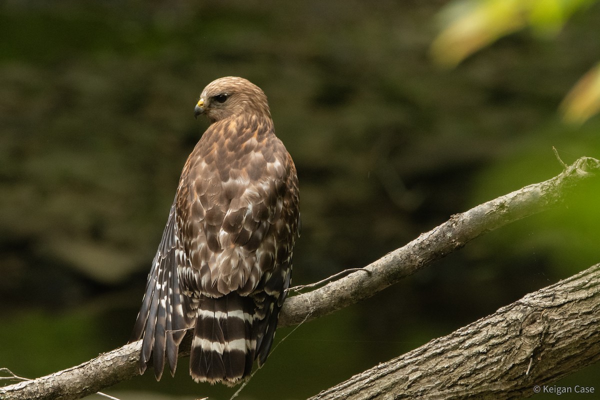 Red-shouldered Hawk (lineatus Group) - Keigan Case