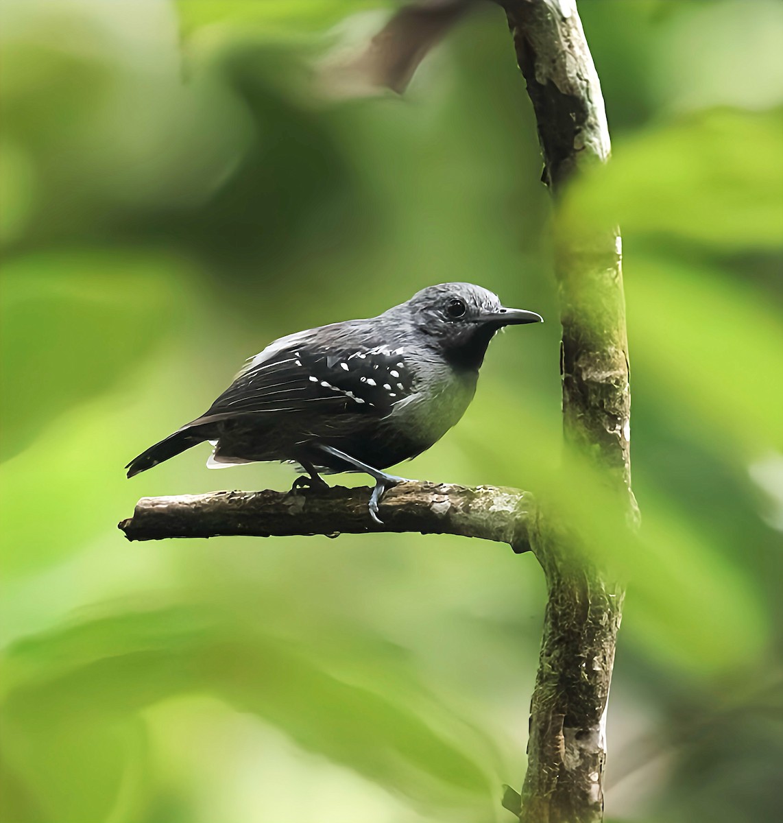 White-flanked Antwren - ML614931897