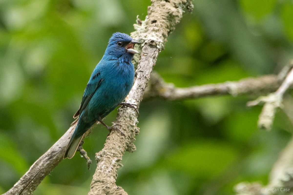 Indigo Bunting - ML614931921