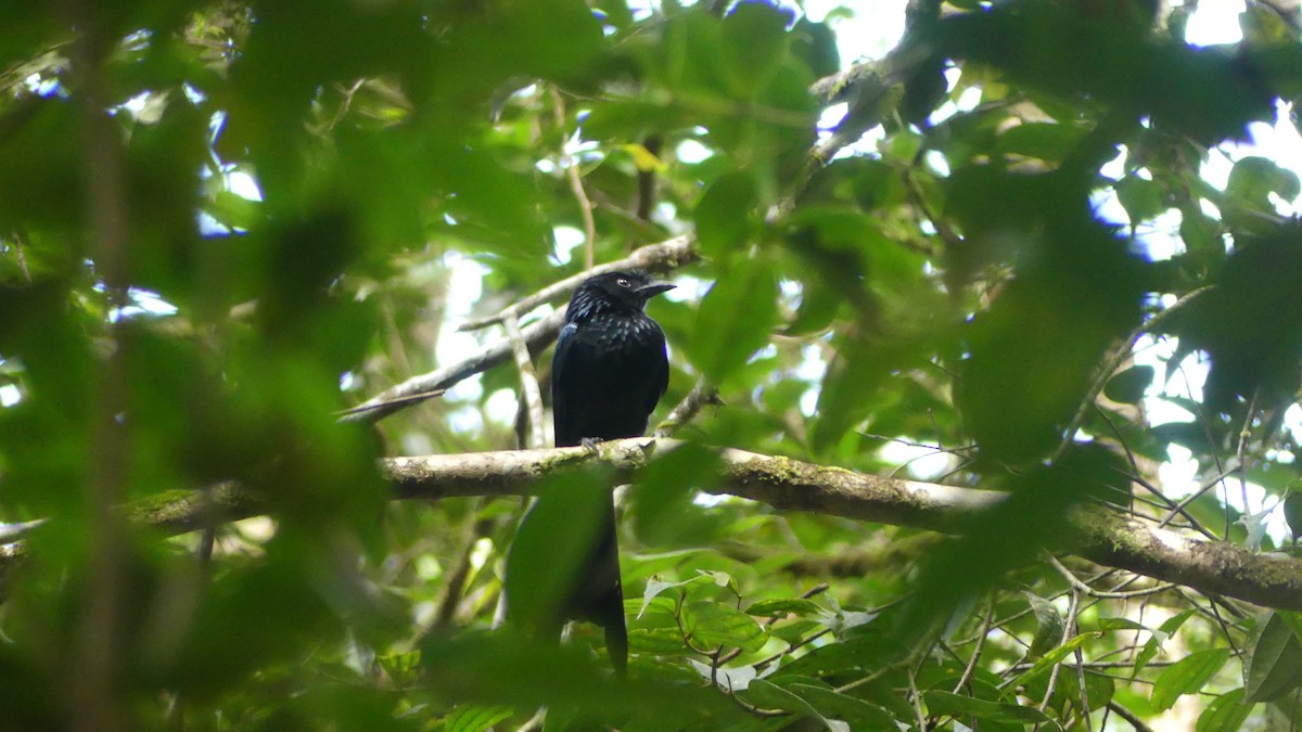 Sri Lanka Drongo - ML614931940