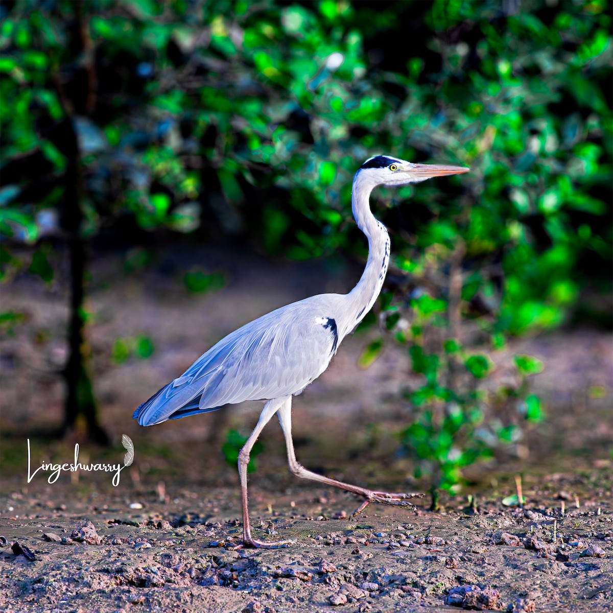 Gray Heron - ML614931973