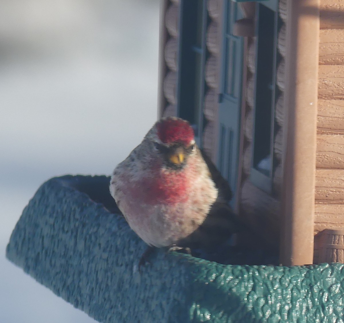 Redpoll (Common) - ML614931974