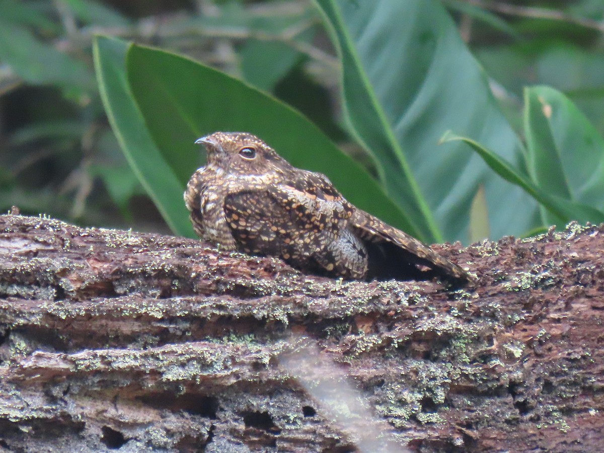 Blackish Nightjar - ML614931977