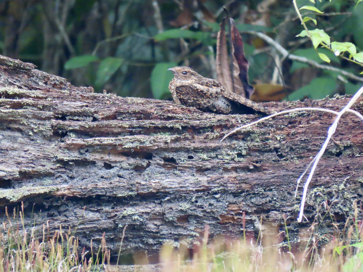 Blackish Nightjar - ML614931978