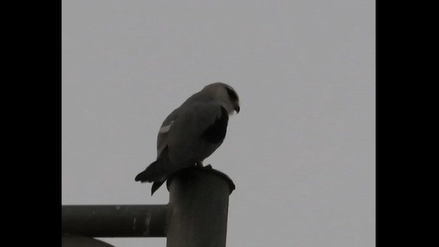 Black-winged Kite - ML614931984