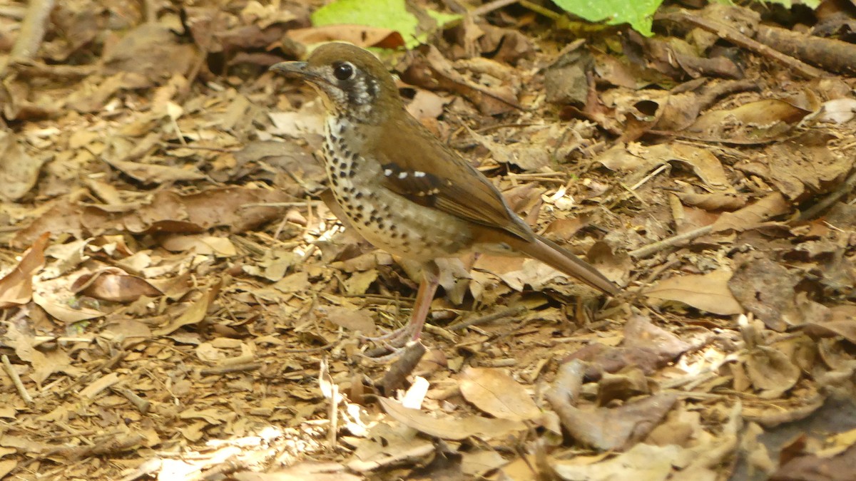 Spot-winged Thrush - Gabriel  Couroussé