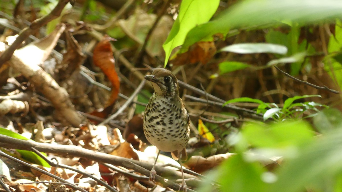 Spot-winged Thrush - Gabriel  Couroussé