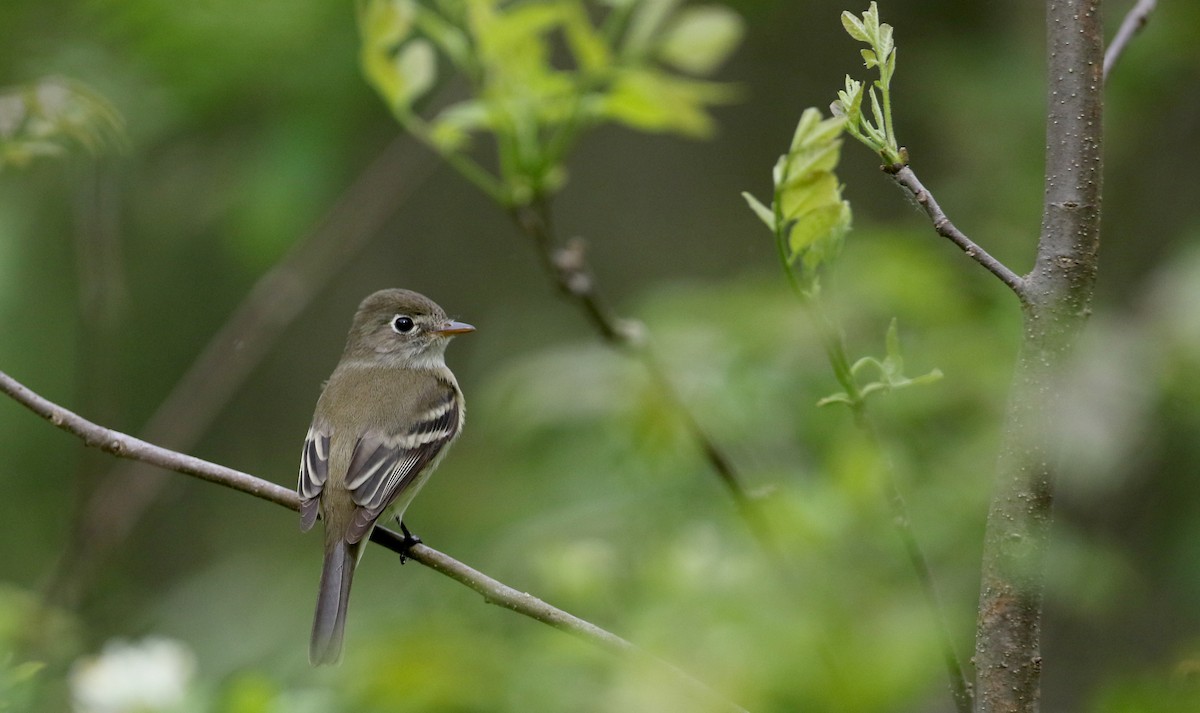 Least Flycatcher - ML61493221