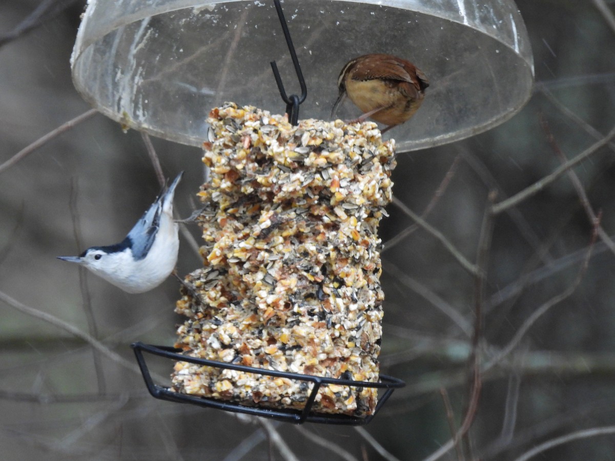 Carolina Wren - ML614932213