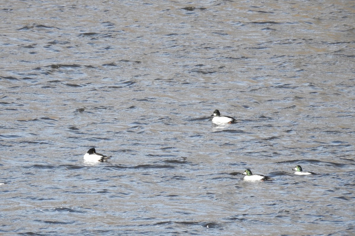 Common Goldeneye - ML614932254