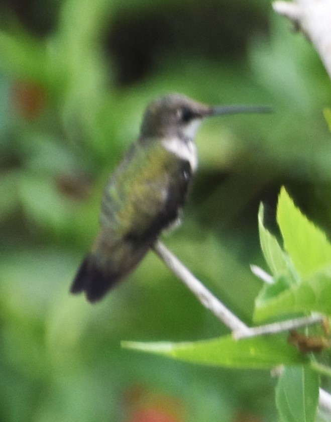 Ruby-throated Hummingbird - ML614932299