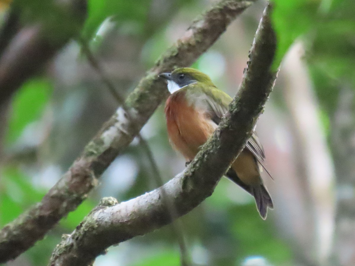 Yellow-crowned Manakin - ML614932366